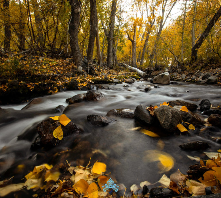 Where to See the Best Fall Colors In California