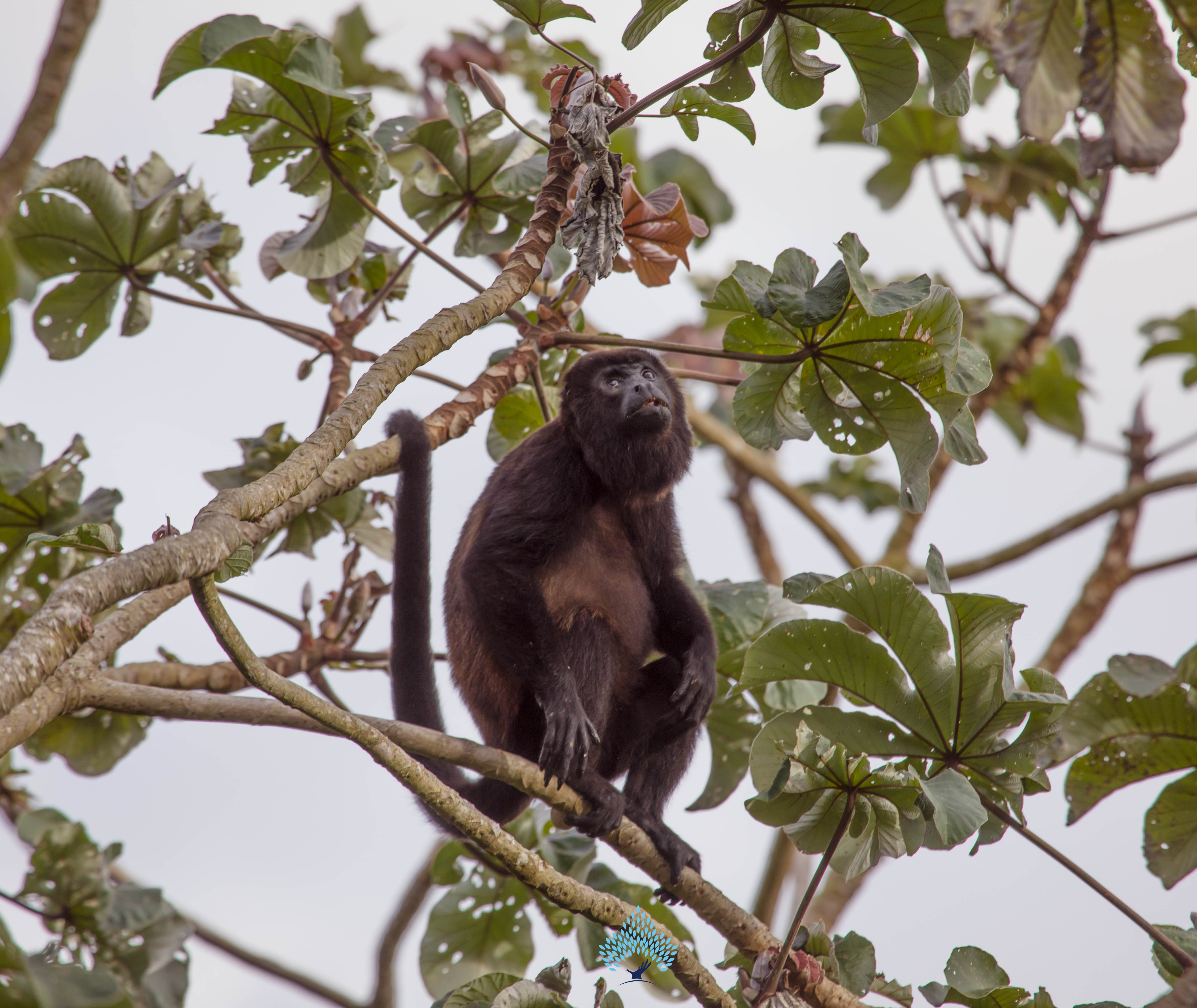 monkey photography
