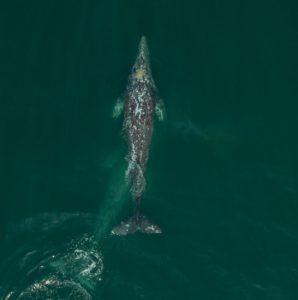 gray whale photo