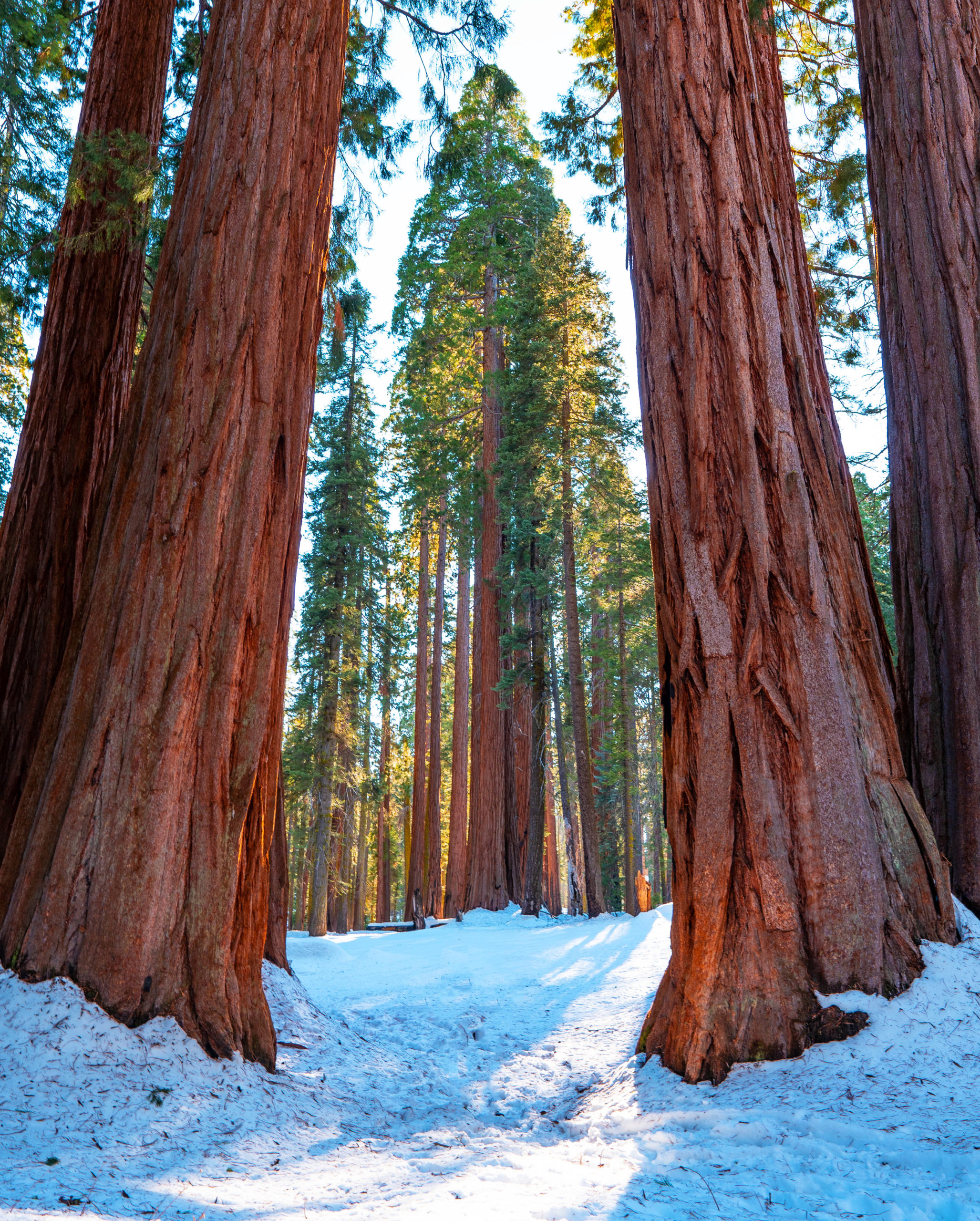 sequoia snow